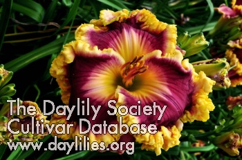 Daylily Castle Rock